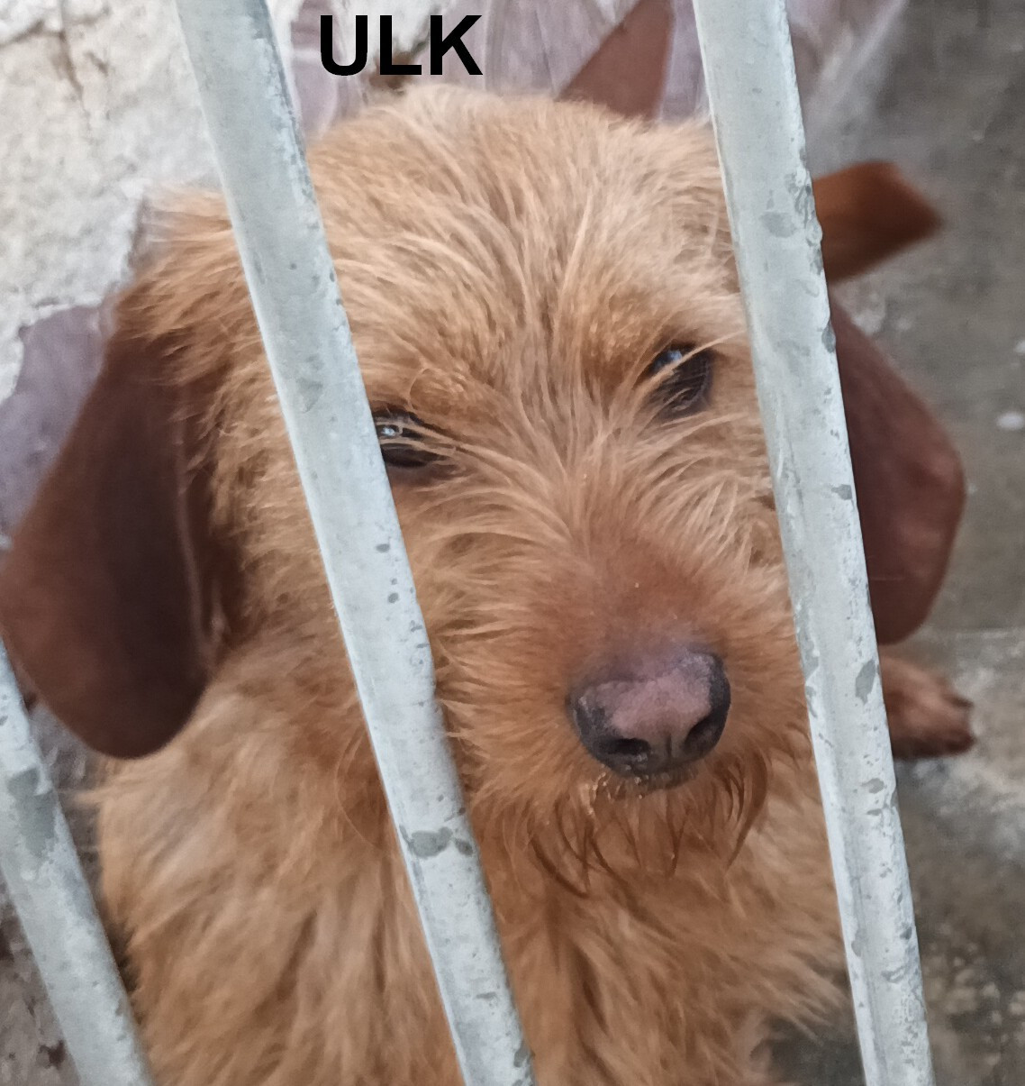 ULK de la Font de l'Arca