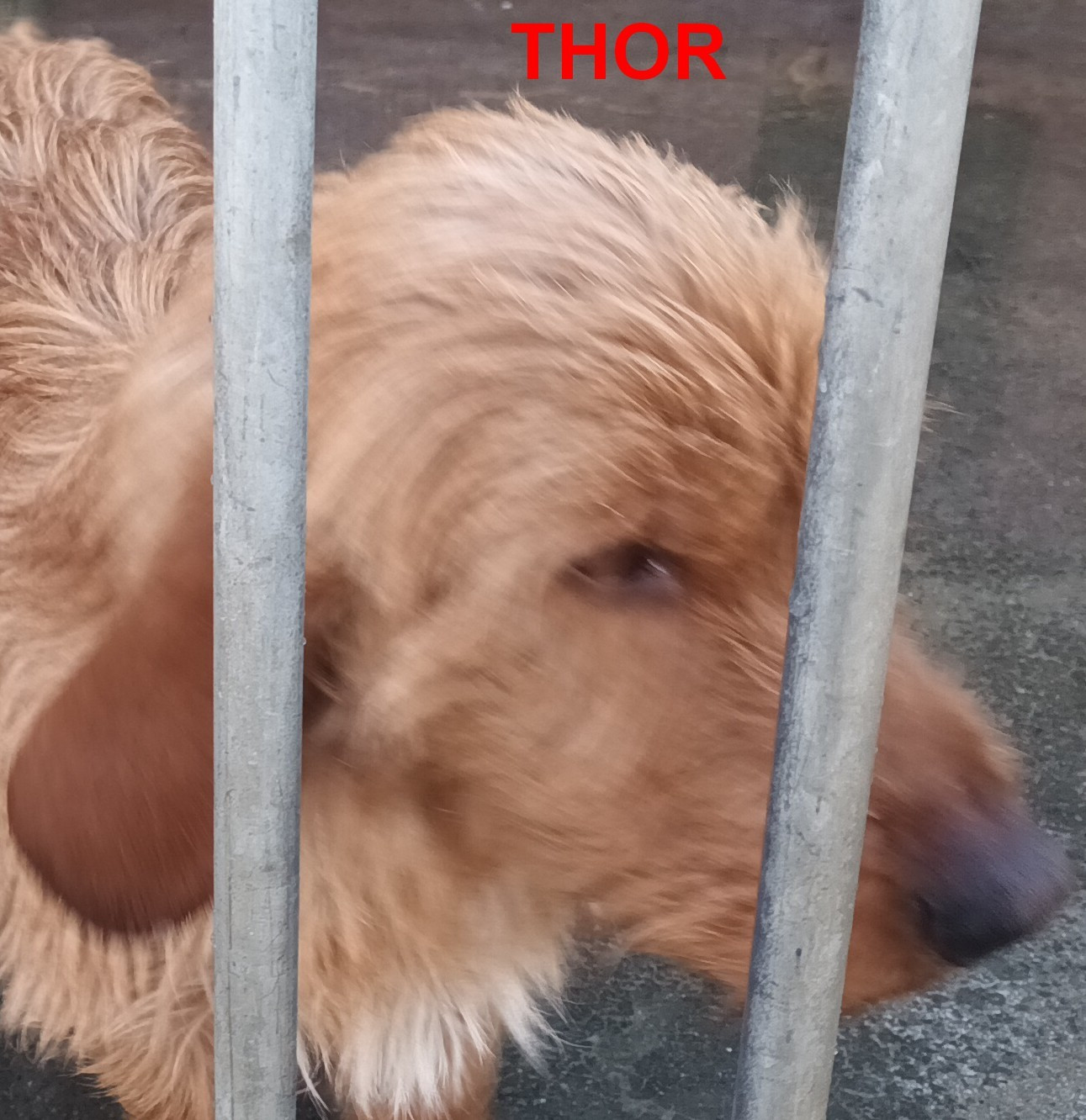 THOR de la Font de l'Arca