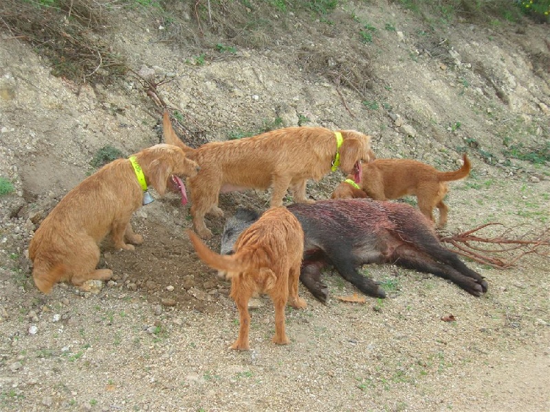 Action de chasse