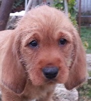 Lino
